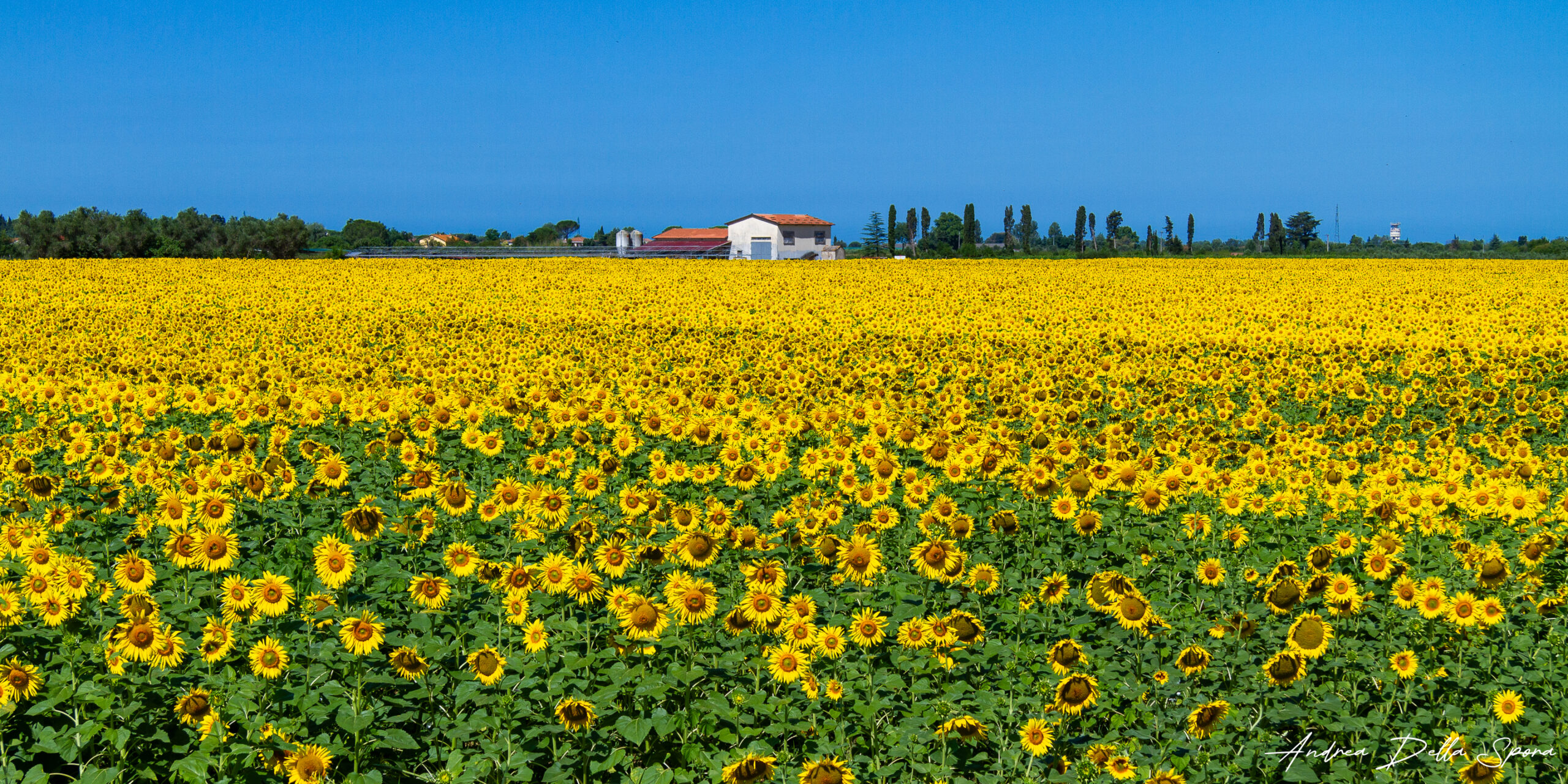 Girasoli a perdita d’occhio